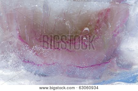 Icy Plants