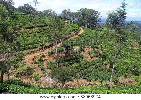 Tea Plantation
