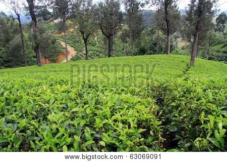 Tea Plantation