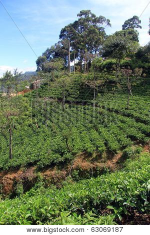 Tea Plantation