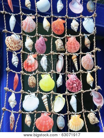 Colorful Shells Background