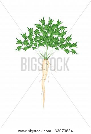 Fresh Green Parsley Root On White Background