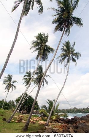 Palm Trees