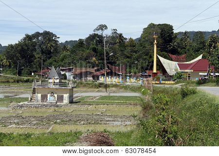 Rice Field Near Village