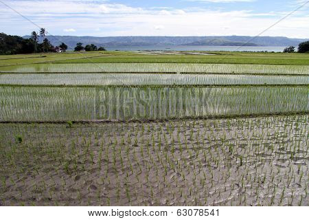 Rice Field