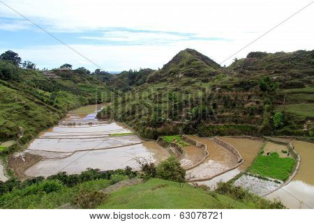 Rice Terraces