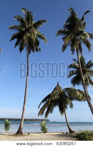 Palm Trees