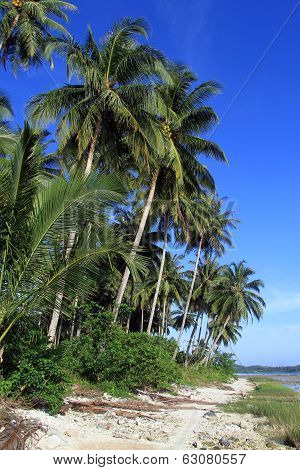 Footpath Near Plantation