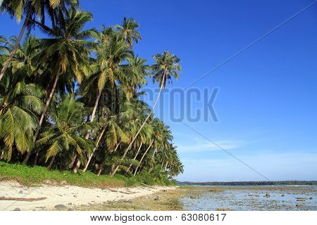 Palm Trees