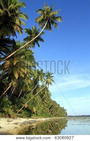 Palm Trees