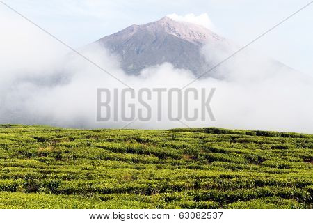 Tea Plantation