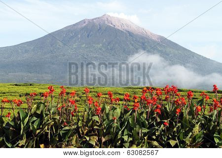 Flowers And Volcano