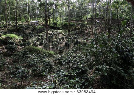 Coffe Plantation