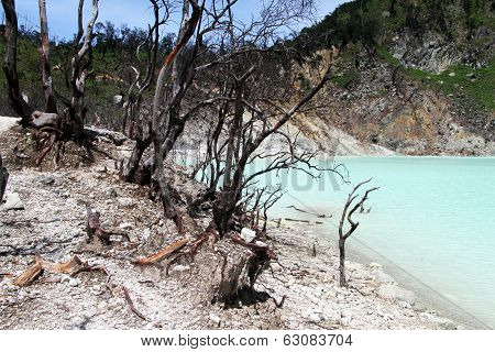 Trees And Crater