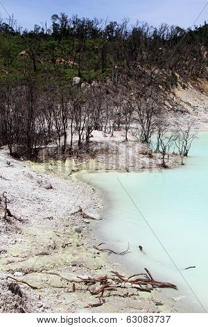 Trees And Lake