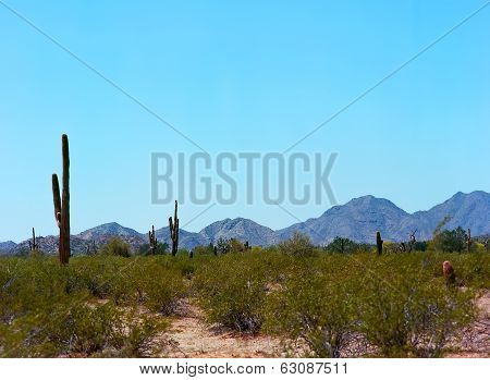Saguaro Cactus