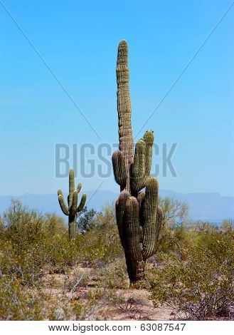 Saguaro Cactus