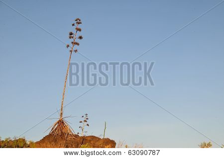 Green Agave Flowers