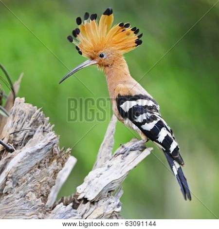Eurasian Hoopoe