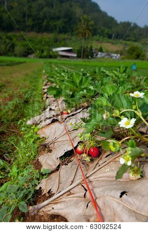 Strawberry Field