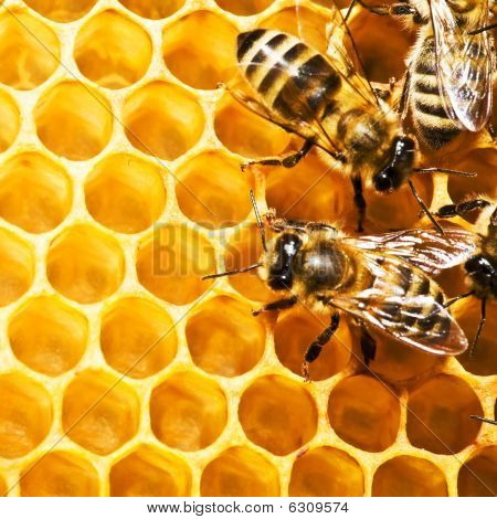 Včely na Honeycells
