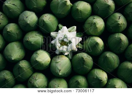 Lotus flowers have special spiritual meaning in Asia