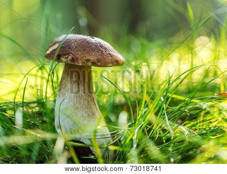 Boletus edulis in the forest during autumn day