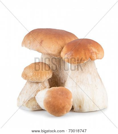 Ceps on white background, autumn harvest crop