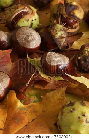 Horse Chestnut