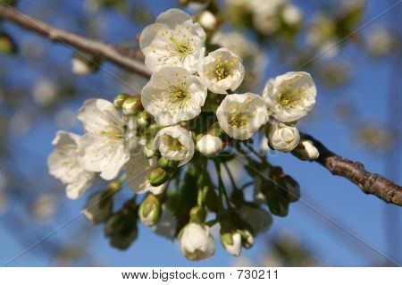 桜の花