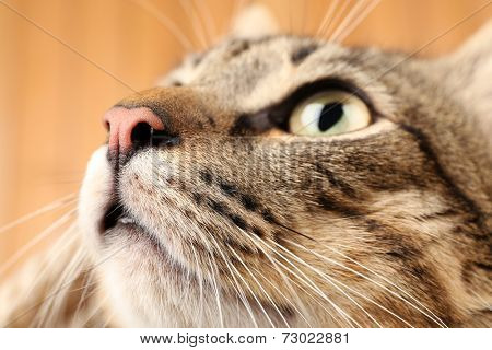 Grey cat's muzzle closeup