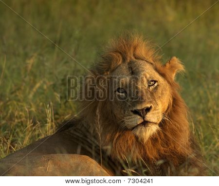 Resting Lion