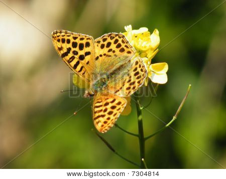 Yellow Butterfly resting on a flower