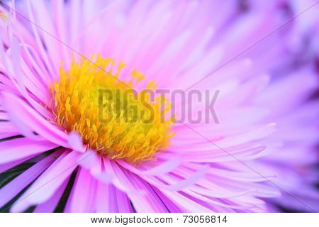 Natural background from New York Aster  (Aster dumosus). Closeup with shallow DOF.