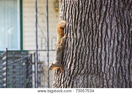 Squirrel on a tree