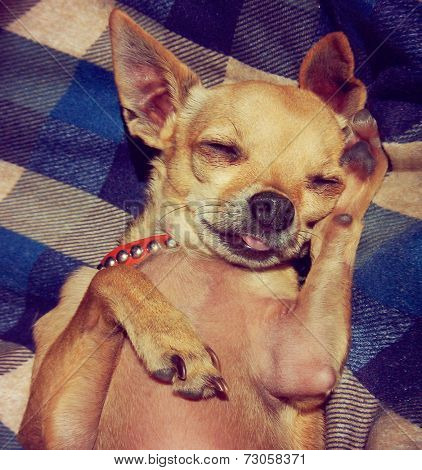  a puppy sleeping on a plaid blanket toned with a vintage retro instagram filter effect