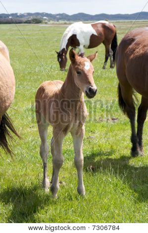 เป็นม้าหนุ่ม Foal ยืนในโดว์ฟิลด์ Filly