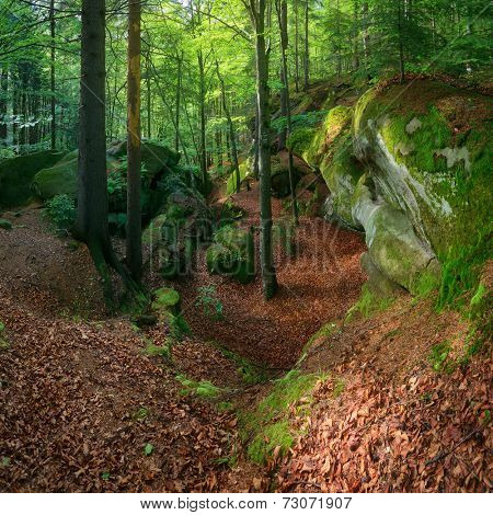 Summer landscape with fairy forest. Green moss on stones and trees. Carpathians, Ukraine, Europe