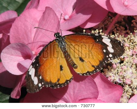Heliconius Hecale