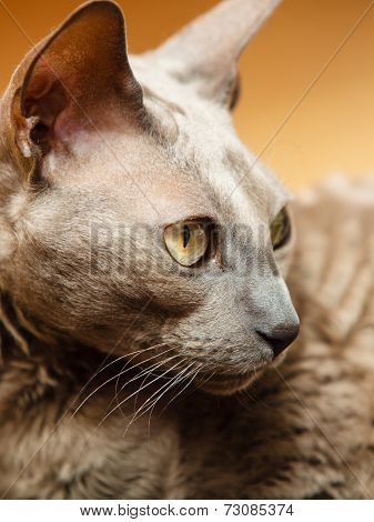 Animals At Home. Egyptian Mau Cat