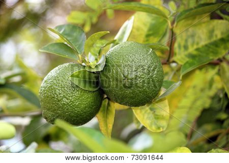 Lemons on the tree, Unripened