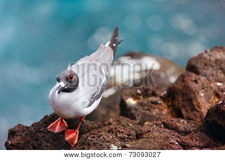 Swallow-tailed gull endemic to the Galapagos islands, Ecuador