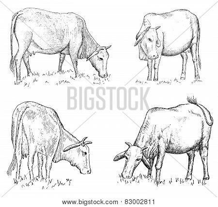 Vietnamese cow