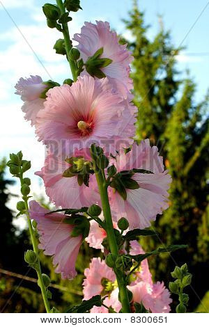 Pink Hollyhock