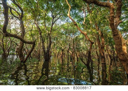 Flooded trees in mangrove rain forest. Kampong Phluk village. Cambodia
