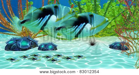 Triggerfish