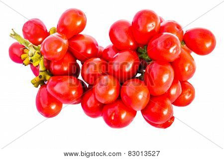 Tiliacora Triandra seeds  isolated on white with clipping path