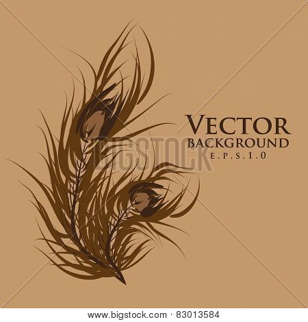 Vector two feathers peacock. Brown background.