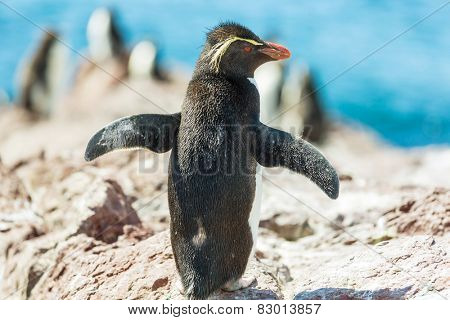 Magellanic Penguin (Spheniscus magellanicus) in Patagonia