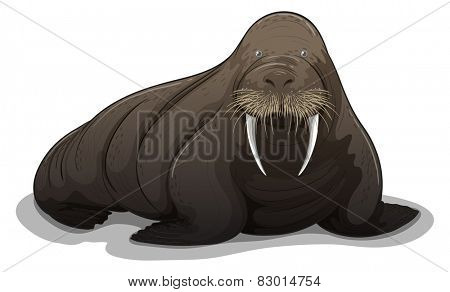 Illustration of a close up walrus